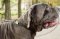 Collare regolabile di nylon per Mastino Napoletano