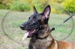 Collare in cuoio combinato per Malinois