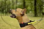 Collare di nylon con maniglia per American Staffordshire Terrier