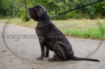 Collare in nylon con borchie a piramide per Mastino Napoletano