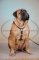 Pettorina di cuoio doppio per Bullmastiff