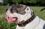 Collare in cuoio con borchie a punta per Bulldog americano