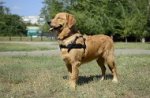 Pettorina universale in pelle da traino per Golden Retriever