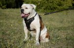Pettorina in vero cuoio per Bulldog americano