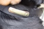Collare in nylon con piastra per Swiss Mountain Dog