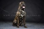 Pettorina in cuoio decorata con borchie per Cane Corso