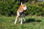Pettorina in pelle con decorazione per Beagle
