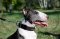 Collare in nylon per Bull terrier