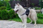 Pettorina in nylon con striscia rifrangente per Husky