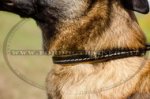 Collare in pelle a strozzo per Malinois