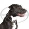 Collare a strozzo in cuoio per American Pit Bull Terrier