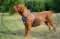 Pettorina "Bandiera americana" per Dogue de Bordeaux