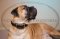 Collare in cuoio con borchie a punta per Bullmastiff
