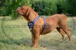 Pettorina "Bandiera americana" per Dogue de Bordeaux