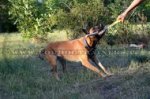 Riporto da mordere in tela francese per Malinois