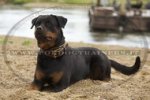 Collare classico di cuoio per Rottweiler