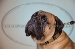 Collare in pelle con punte nichelate per Bullmastiff