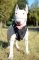 Pettorina universale in pelle naturale per Bull Terrier