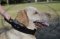 Collare in cuoio con maniglia per Labrador