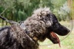 Collare in cuoio con piastre in rilievo per Pastore del Caucaso