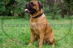 Collare con borchie a punta per Bullmastiff