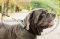 Collare regolabile in nylon per Mastino Napoletano