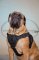 Pettorina multi-funzionale di nylon per Bullmastiff