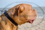 Collare classico in pelle, larghezza 30 mm per Dogue de Bordeaux