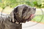 Collare in nylon con piastre decorative per Mastino Napoletano