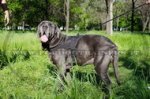 Pettorina in nylon per Mastino Napoletano
