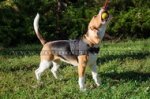 Palla intera per cane 5 cm per Beagle