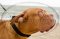 Collare regolabile in nylon per Dogue de Bordeaux