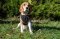 Pettorina multi-funzionale di nylon per Beagle