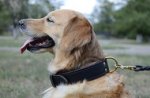 Collare classico in cuoio per Golden Retriever