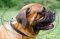 Collare in cuoio a strozzo per Bullmastiff