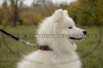 Collare esclusivo con borchie decorative per Samoiedo