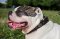 Collare originale in cuoio per Bulldog americano