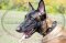 Collare in cuoio con decorazione per Malinois