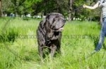 Pettorina universale di pelle per Mastino Napoletano