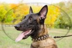 Collare in cuoio con borchie decorative per Malinois