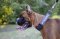 Collare regolabile in nylon per Boxer