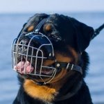 Museruola a cestello per Rottweiler, Labrador, Bovaro del Bernese e cani simili