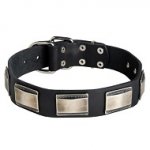 Collare in cuoio con piastre nichelate per cane