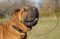 Collare esclusivo con borchie decorative per Shar Pei