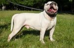 Collare dipinto a mano "Filo spinato" per Bulldog americano