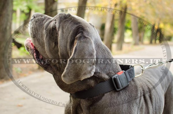 Collare regolabile in nylon per cane