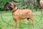 Collare con borchie a piramide per Bullmastiff