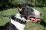 Collare in cuoio con borchie decorative per Bull terrier