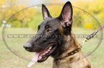 Collare stretto con borchie a punta per Malinois