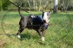 Pettorina dipinta a mano "Bandiera americana" per Bull Terrier